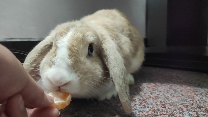 兔子吃了一瓣橘子有事吗