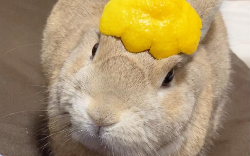兔子吃橘子皮会不会死