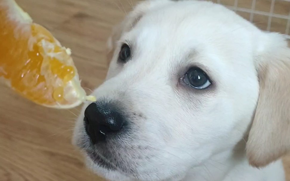 小狗能不能吃橘子