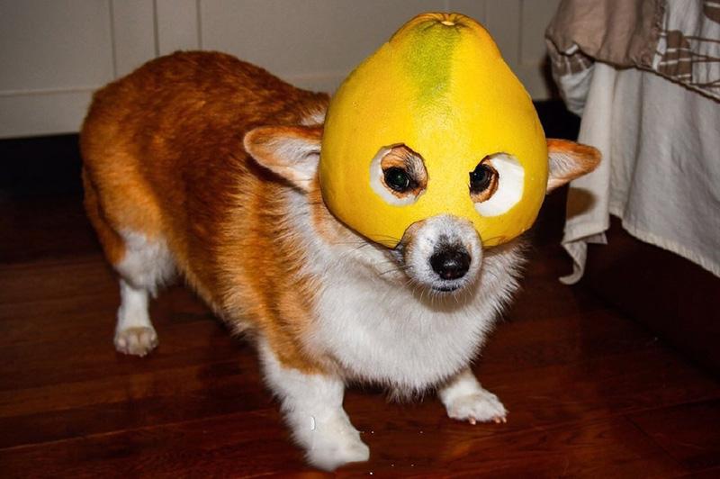 狗狗能吃柚子不