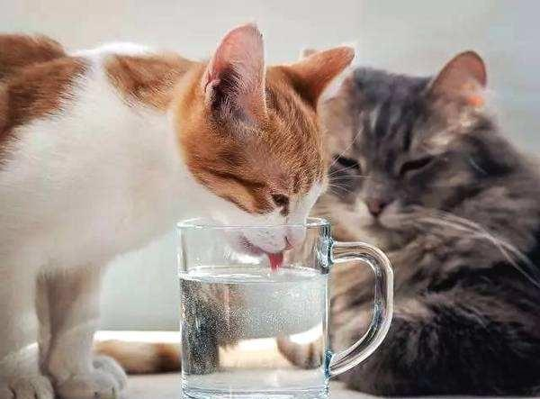 夏天猫咪可以喝冰水吗