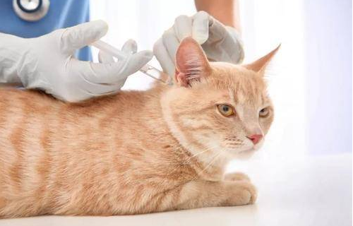 为什么不建议猫打狂犬疫苗