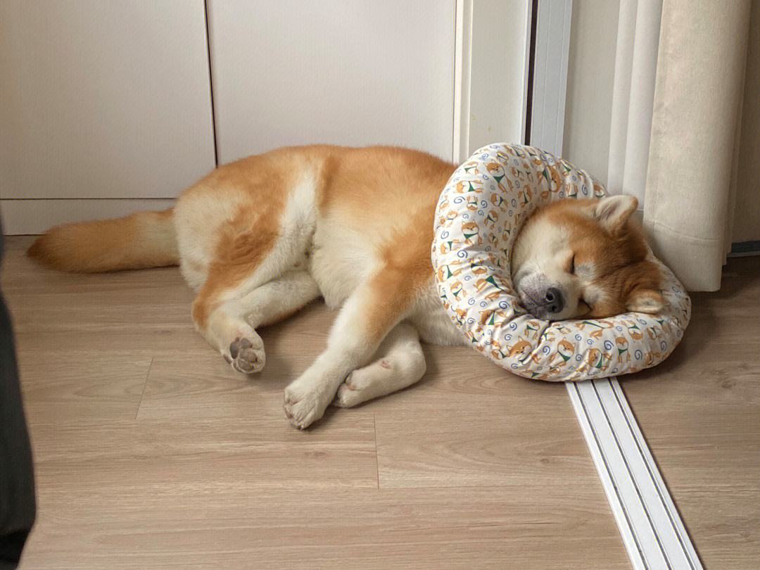 小狗为什么爱睡觉