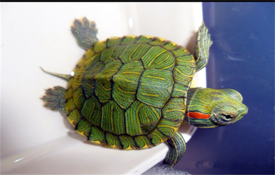 乌龟喜欢静水还是流水