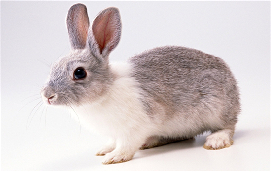 为什么兔子的耳朵有长有短呢