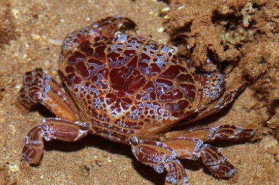 宠物螃蟹能活多久