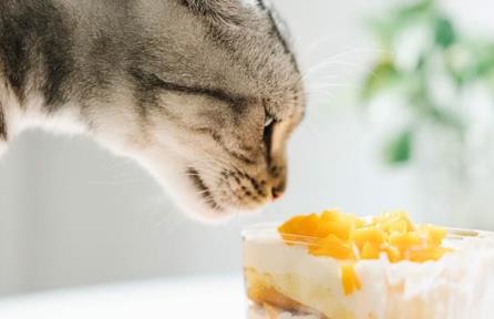 猫咪能吃奶油吗