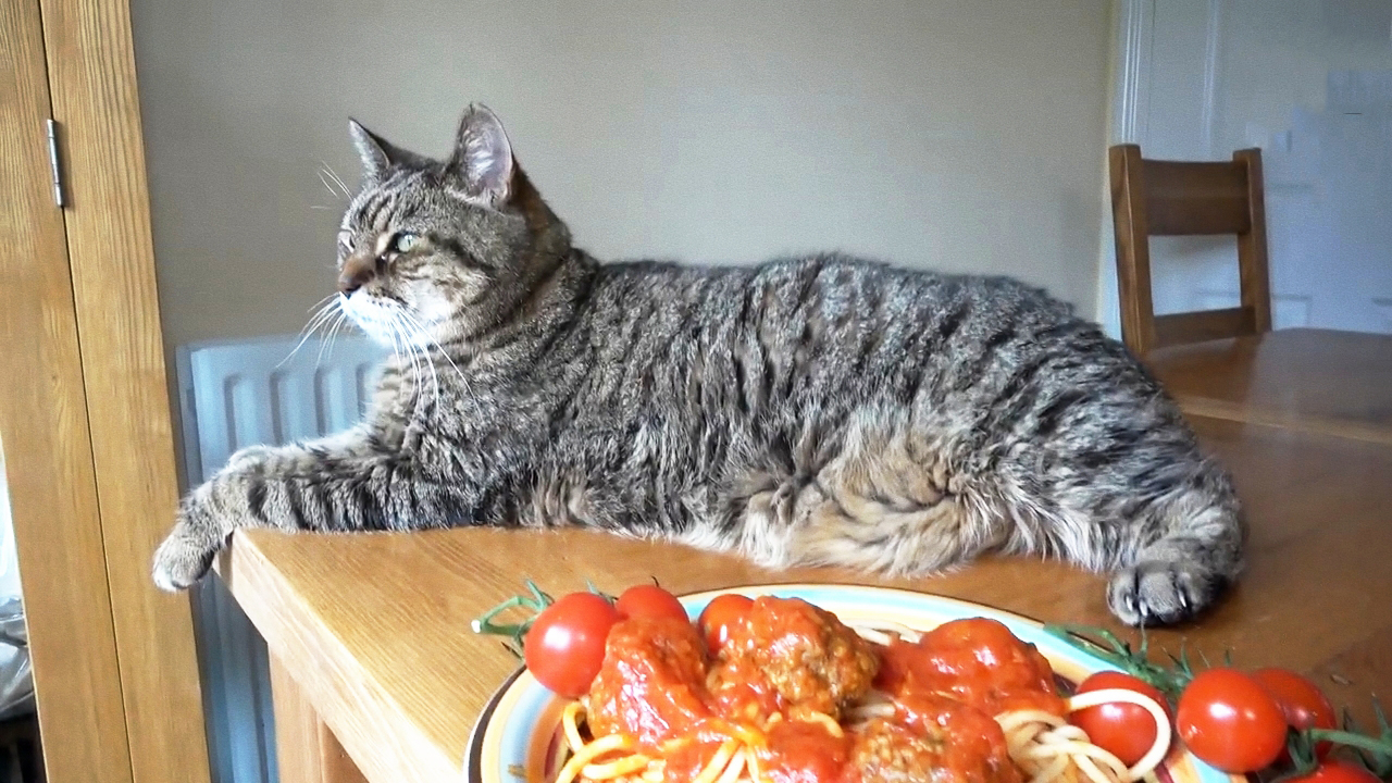 猫可以吃番茄吗