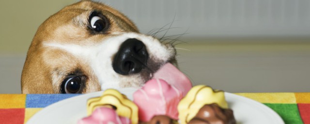 狗为什么不能吃木糖醇