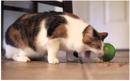 猫咪吐黄水吐猫粮是怎么回事