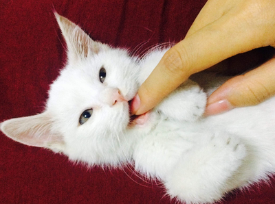 三个月大的小猫需要磨牙棒吗