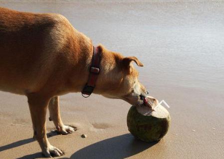 狗可以吃椰子肉么