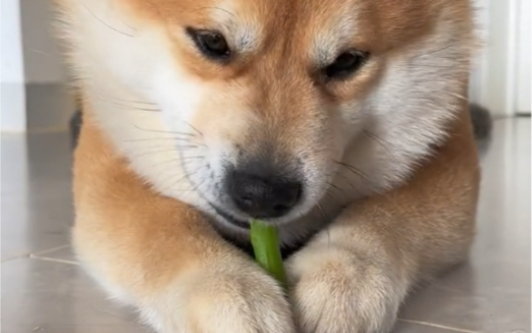 狗可以吃芦笋吗