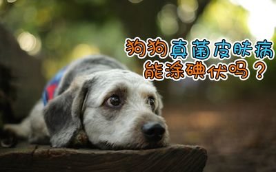 狗狗皮肤病可以用碘伏消毒吗