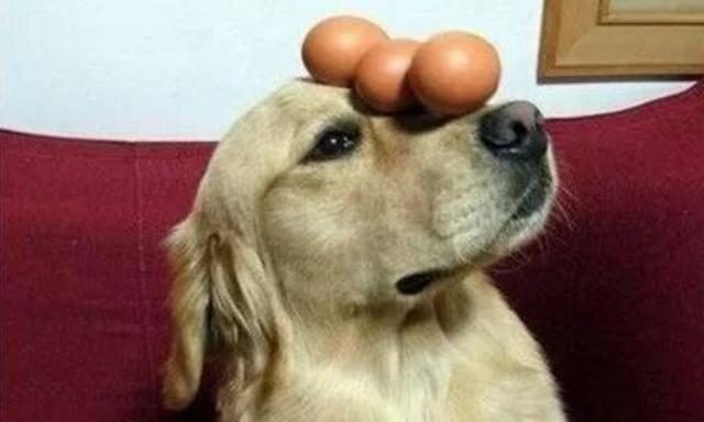 狗狗每天吃一个蛋黄可以吗