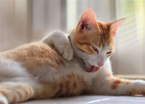 猫为什么总是做吞咽唾液动作