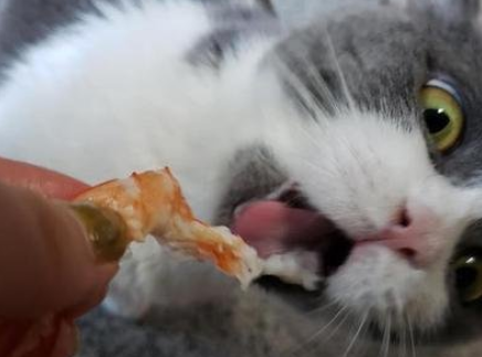 猫吃虾壳会导致什么后果