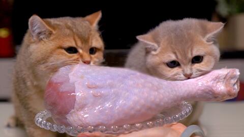 猫咪可以吃鸡腿肉吗