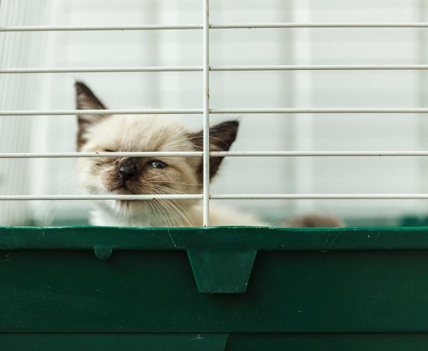 猫咪放笼子里养好吗