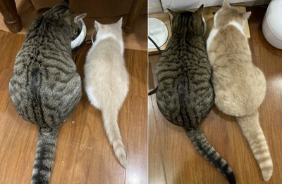 如何判断两只猫的地位