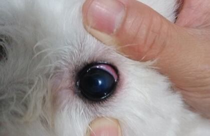 狗眼睛红肿突出是怎么回事
