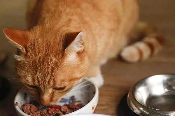 猫一天吃几顿猫粮
