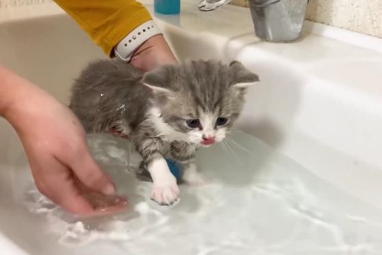 一个多月的小猫可以洗澡吗