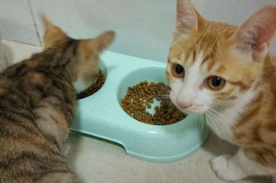 10斤猫粮一只猫能吃多久