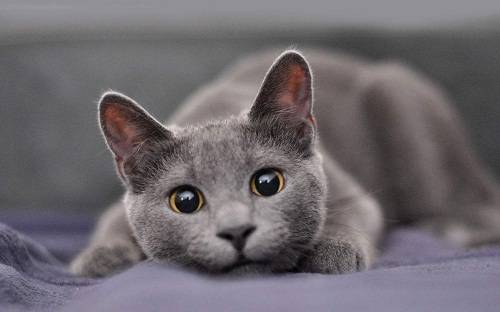 小猫崽眼睛反复被粘住怎么办