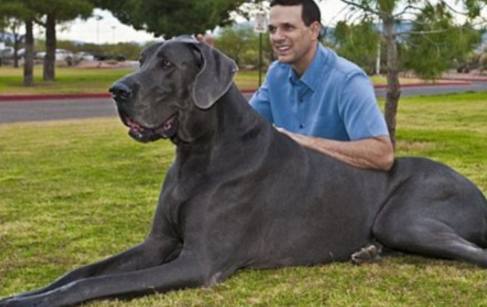 *大的狗有多少厘米