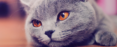 猫瞳孔缩小意味着什么