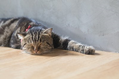 猫喜欢睡地板是病了吗