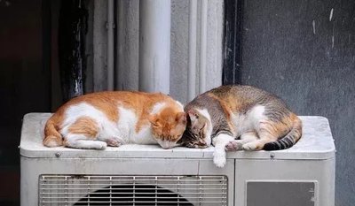 猫夏天需要开空调吗