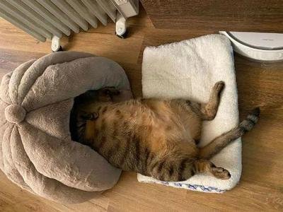 怎么让猫睡猫窝