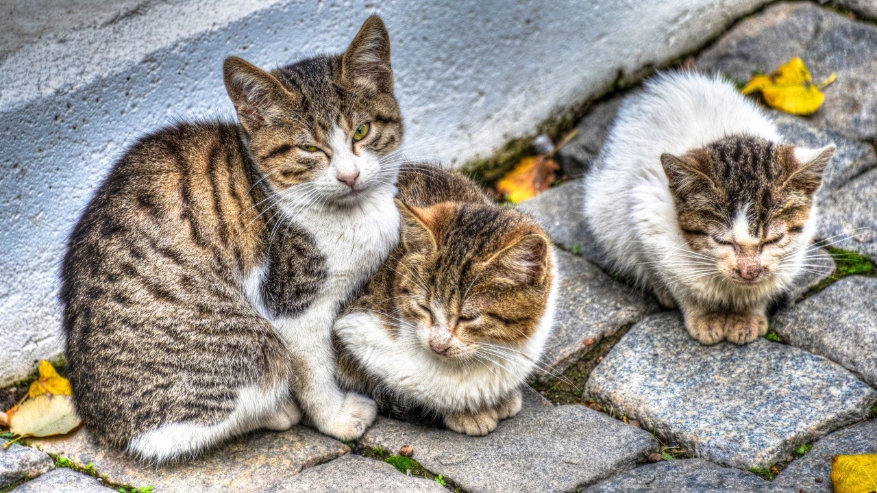 流浪猫半夜为什么惨叫