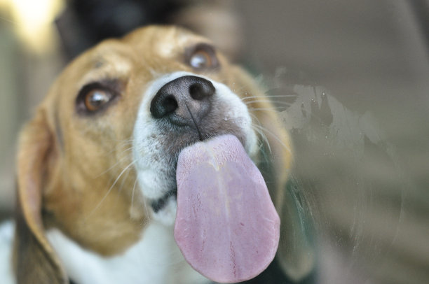 狗的舌头有倒刺吗