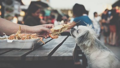 狗能不能吃基围虾