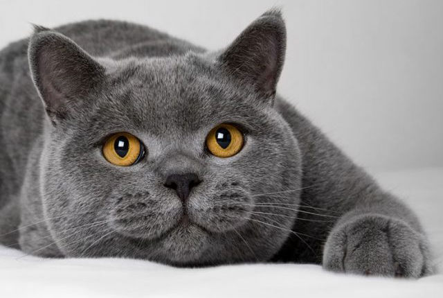 猫为什么老是尿床上