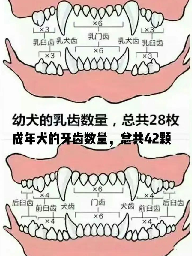 狗的年龄看牙齿怎样分辨?