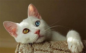 土耳其梵猫性格怎么样 土耳其梵猫性格介绍