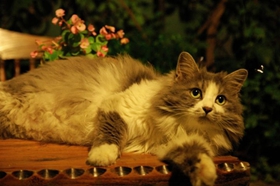 挪威森林猫怎么养 挪威森林猫饲养方法