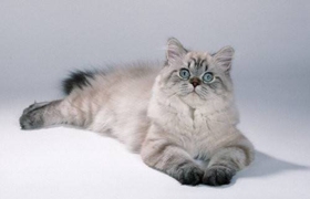 英国长毛猫能长多大 英国长毛猫体重介绍