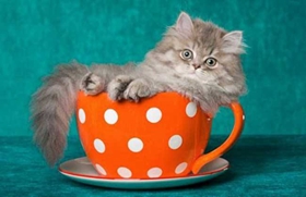 茶杯猫怕水怎么办 茶杯猫不怕水训练