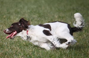 史宾格犬怎么训练 英国史宾格犬训练方法