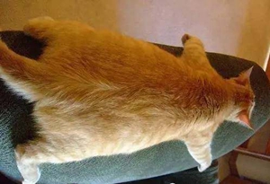 橘猫可以吃什么 橘猫喂养好能长到多大