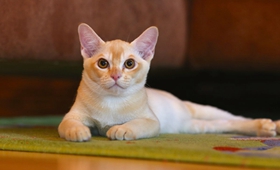 缅甸猫会装死吗 缅甸猫装死训练法
