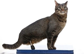 如何训练内华达猫用马桶 内华达猫马桶使用方法