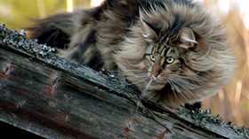 怎么训练挪威森林猫用猫砂 猫咪上厕所训练