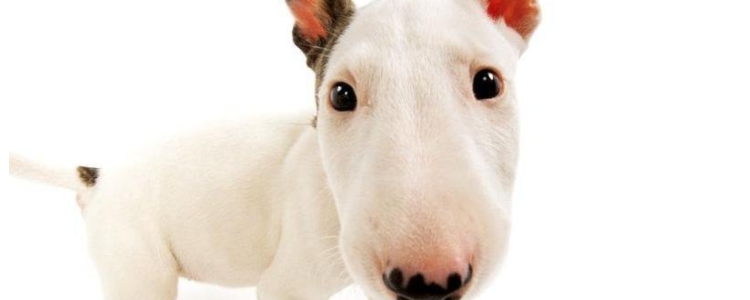 牛头梗耳朵怎么护理 让狗狗的耳朵保持健康