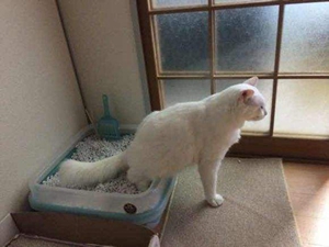 怎么训练猫咪用猫砂盆 猫咪厕所训练方法